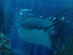 -芜湖新华联大白鲸海洋公园