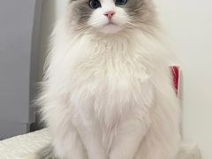 -Bastet sally猫舍购宠(静安店)