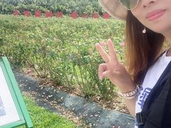 -亚龙湾国际玫瑰谷