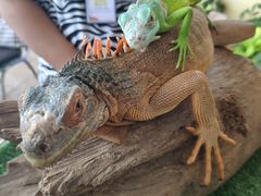 -清迈夜间动物园