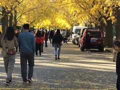 -三里屯东五街银杏大道