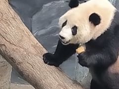 -武汉动物园