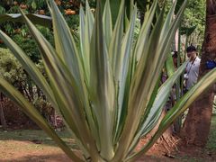 -中国科学院西双版纳热带植物园