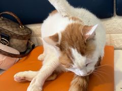 -平行世界·猫咖(首经贸店)