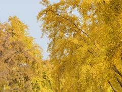 -三里屯东五街银杏大道