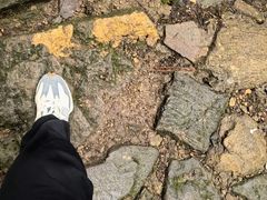 -天目山大树王景区