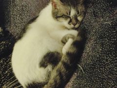 -猫色咖啡·猫咖