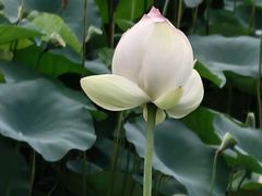 -陈家山荷花公园