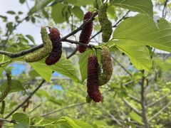 -万年昌传统榨粉店(蒲庙总店)