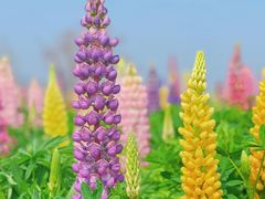 -径山花海