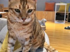 -啵啵喵·猫咖(攀华国际店)