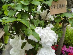 -龙大花卉苗木市场