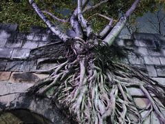 -重庆市江北嘴中央商务区中央公园