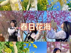 -合肥滨湖国家森林公园
