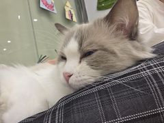 -有喵·猫咖·狗咖·30几只猫10只小狗(岗厦店)