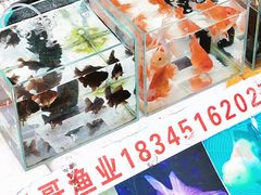 -哈尔滨道外花鸟鱼市场