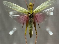 -国家自然博物馆