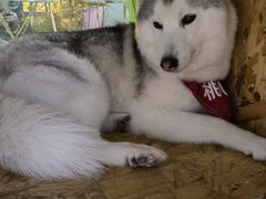 -Husky Go! 哈士奇体验馆·宠物咖啡厅狗咖