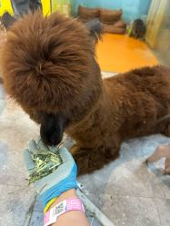 -神奇动物撸宠馆·羊驼·小浣熊·异宠(豫园店)