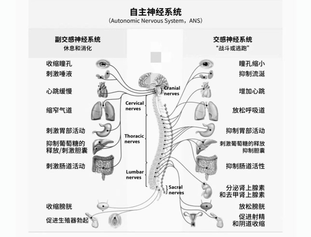 早睡帮助调节自主神经系统.

在