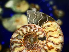 -青岛贝壳博物馆