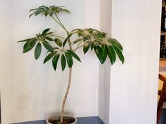 -PengLai 蓬莱(建外大街店)