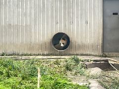 -卧龙中华大熊猫苑神树坪基地