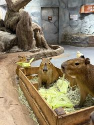 -Zoolung Zoolung动物主题公园(海信广场店)