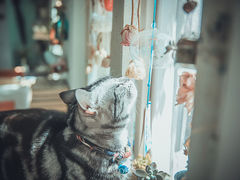 -海边的猫和咖啡馆