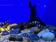 -上海海洋水族馆