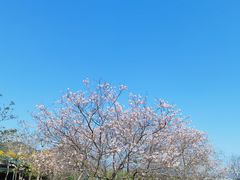 -天适樱花悠乐园