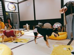 大堂-逗柴咖啡屋·狗咖猫咖宠物桌游