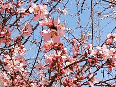 -桃花堤公园