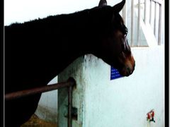 -松声马术俱乐部