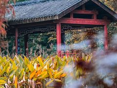 -重庆彩云湖湿地公园
