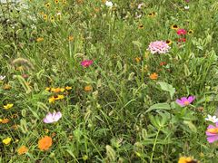 -桤木河湿地公园