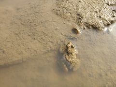 -漩门湾国家湿地公园