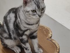 -共舞时光猫咖·狗咖(新街口店)