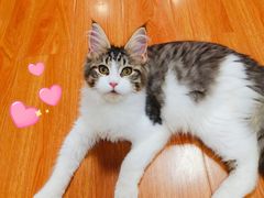 -十年猫舍·猫咪专门店(普陀店)