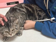 -瑞派康怡24h宠物医院·犬猫医疗中心·微创绝育(瑞景分院)