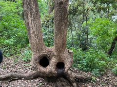 -上海佘山国家森林公园天马山园