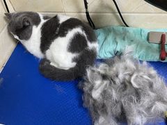 -瑞鹏宠物医院·猫科·宠保定点(梅溪湖分院)