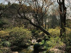 -上海滨江森林公园