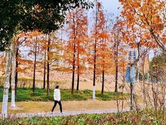 -嘉北郊野公园