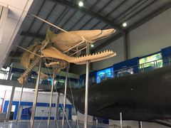 -上海海洋大学鱼文化博物馆(军工路校区)
