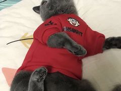 -喵zoo家庭繁育猫舍(尖东智能花园店)