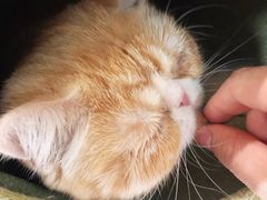 -猫和宫(六道口店)