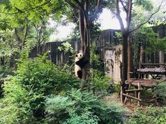 景点-成都大熊猫繁育研究基地