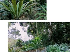 -深圳仙湖植物园