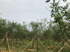 -天适樱花悠乐园